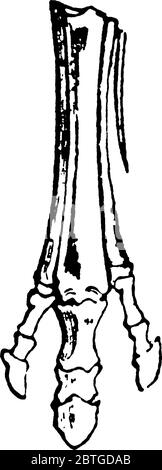 Eine typische Darstellung der aufeinanderfolgenden Stadien der Modifikation der Füße von ausgestorbenen Formen von Pferd-wie Tiere, illustriert schrittweise Reduktion o Stock Vektor