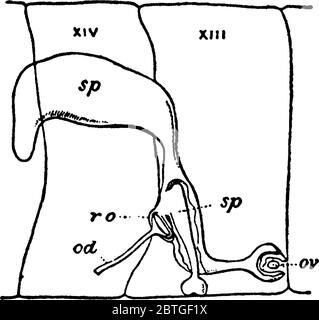 Eine Vergrößerung der Fortpflanzungsorgane eines Regenwurms, mit seinen Teilen beschriftet, Vintage-Strichzeichnung oder Gravur Illustration. Stock Vektor