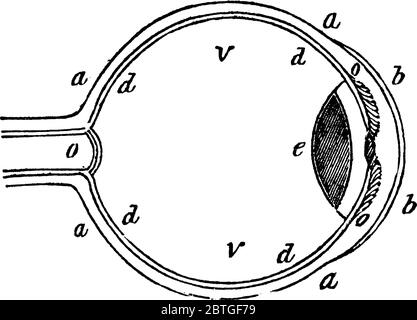 Eine typische Darstellung des menschlichen Auges mit seinen Teilen gekennzeichnet als "a, b, d, o und V", die sklerotischen Membran, Hornhaut, Netzhaut, Sehnerv Stock Vektor