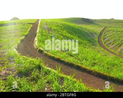 Grüne Felder im tiefen Nachmittagslicht, Mauritius Island, Mauritius und Rodrigues, Indischer Ozean. Stockfoto