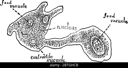 Bild zeigt die Vermehrung der Amöbe durch binäre Spaltung, Vintage-Linienzeichnung oder Gravur. Stock Vektor