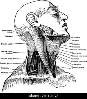 Figur des Halsmuskels Sie sind verantwortlich für die grobmotorische Bewegung im Muskelsystem von Kopf und Hals, Vintage-Strichzeichnung oder Gravur Stock Vektor