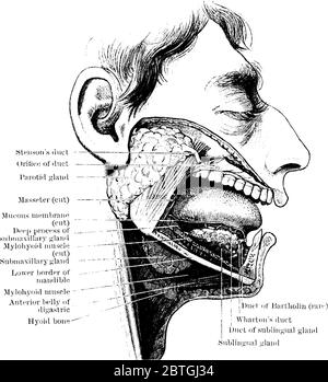Die Speicheldrüsen und ihre Kanäle, mit ihren Teilen beschriftet, Vintage-Strichzeichnung oder Gravur Illustration. Stock Vektor