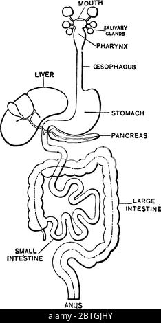 Verdauungssystem eines Menschen vom Mund bis zum Anus bestehen aus Verdauungsorganen. Seine Funktion ist es, Nahrung in kleinere Stücke und Absorption zu verdauen Stock Vektor