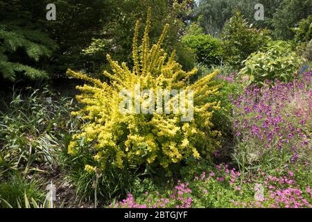 Berberis thunbergii 'Maria'. Stockfoto