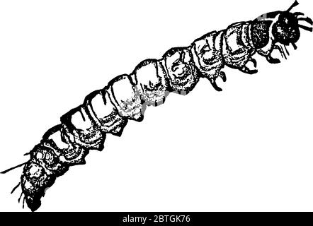 Eine Kleidung Motte, Tinea pellionella Arten; Larve im Fall, Vintage-Linie Zeichnung oder Gravur Illustration. Stock Vektor