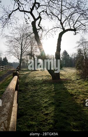 Ein eingezäunter Wanderweg entlang eines hinterleuchteten Feldes im Morgennebel Stockfoto