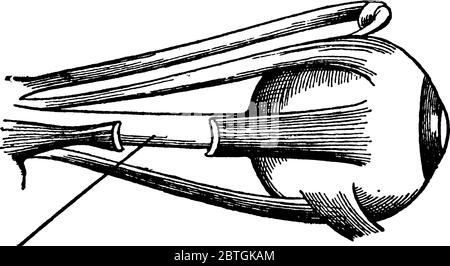 Eine Augenkugel mit Augenmuskeln, Vintage-Linie Zeichnung oder Gravur Illustration. Stock Vektor