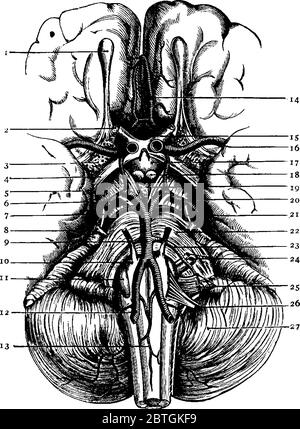 An der Basis des Gehirns ist der Hirnstamm, der das Großhirn mit dem Rückenmark verbindet, Vintage-Strichzeichnung oder Gravurdarstellung. Stock Vektor