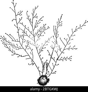 Eudendrium ist eine große Gattung von Hydroiden, eine von zwei in der Familie Eudendriidae, Vintage-Strichzeichnung oder Gravur Illustration. Stock Vektor