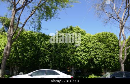 Beverly Hills, Kalifornien, USA 25. Mai 2020 EIN allgemeiner Blick auf die Atmosphäre von Ginger Rogers ehemaligem Haus in 906 N. Roxbury Drive am 25. Mai 2020 in Beverly Hills, Kalifornien, USA. Foto von Barry King/Alamy Stock Photo Stockfoto