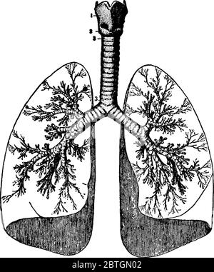 Bild der menschlichen Lunge Kuppel in Form und verbunden mit der Luftröhre aus der carina Point, Vintage-Linie Zeichnung oder Gravur Illustration. Stock Vektor