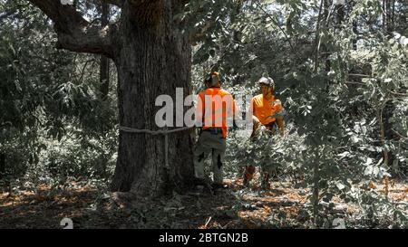 Zwei Arbeiter, die orangefarbene Westen tragen, sprechen in North Carolina neben Baum miteinander Stockfoto