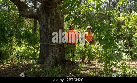 Zwei Arbeiter, die orangefarbene Westen tragen, sprechen in North Carolina neben Baum miteinander Stockfoto