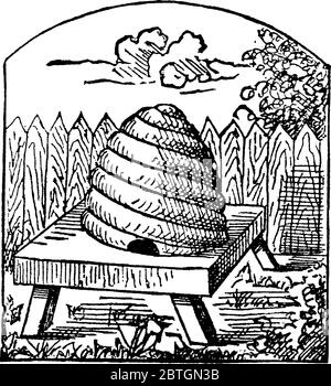 Ein Bienenstock ist eine von Menschen gebaute geschlossene kastenartige Struktur, in der die Honigbienenart lebt und ihre Jungen aufziehen kann. Hier ist eine Biene zu sehen Stock Vektor