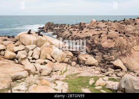 Südamerikanische Robben, Arctocephalus australis und südamerikanische Seelöwen, Otaria flavescens, auf einem felsigen Ufer im Reservat von Cabo Polonio, R Stockfoto