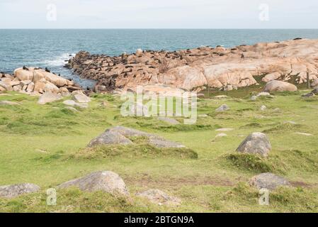 Südamerikanische Robben, Arctocephalus australis und südamerikanische Seelöwen, Otaria flavescens, auf einem felsigen Ufer im Reservat von Cabo Polonio, R Stockfoto