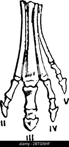 Eine typische Darstellung der aufeinanderfolgenden Stadien der Modifikation der Füße von ausgestorbenen Formen von Pferd-wie Tiere, illustriert schrittweise Reduktion o Stock Vektor