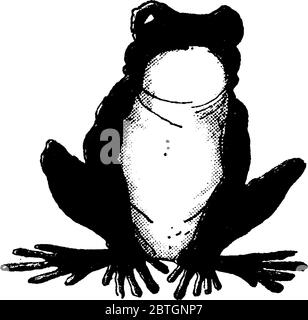 Eine typische Darstellung des Frosches, der kurzmundige, schwanzlose Amphibien ist; die Ordnung Anura, der Lebenszyklus eines Frosches in der Regel beginnt in Stock Vektor