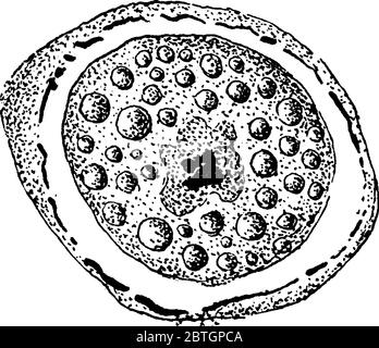 Abbildung zeigt die Bildung von Cyclospora Cayetanensis Ei-Zelle, es ist ein coccidian Parasit, der langwierige und rückziehende Gastroenteritis verursacht, Jahrgang Stock Vektor