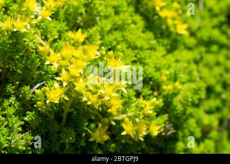 Goldmoos stonecrop (Sedum acre), Isehara City, Kanagawa Präfektur, Japan Stockfoto