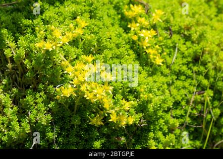 Goldmoos stonecrop (Sedum acre), Isehara City, Kanagawa Präfektur, Japan Stockfoto