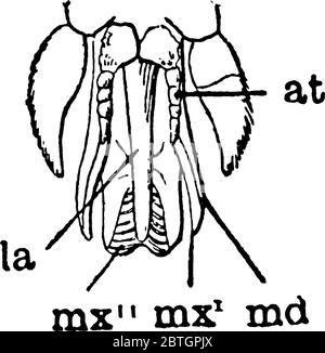 Die Pferdefliege ist ein Mitglied der Gattung Tabanus, mit schwachen rauchigen Flecken auf den Flügeln. Diese Figur stellt Mundteile der Horse Fly, Vintage Linie dar Stock Vektor