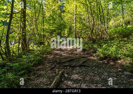 Durch das schöne Ostertaltobel im Gunzesriedtal im Allgau bei Blaichach, Sonthofen Stockfoto