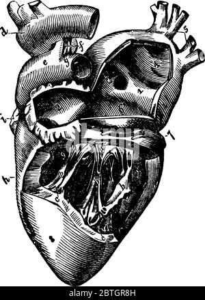 Die linke Seite des Herzens ist in der Abbildung gezeigt, ist es verantwortlich, sauerstoffreiches Blut aus der Lunge zu sammeln und Pumpen es in den Körper, vintage lin Stock Vektor