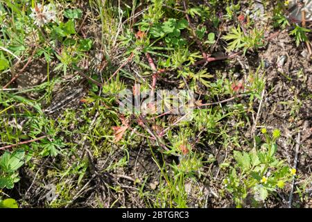 Carolina Geranium (Geranium carolinianum), Isehara City, Kanagawa Prefecture, Japan Stockfoto