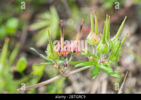 Carolina Geranium (Geranium carolinianum), Isehara City, Kanagawa Prefecture, Japan Stockfoto