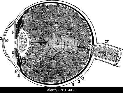 Eine typische Darstellung eines menschlichen Auges, mit den Teilen, 1, die Sklerotik dicker hinter als vor; 2, die Hornhaut; 3, die Choriode; 6, die Iris; 7, Stock Vektor