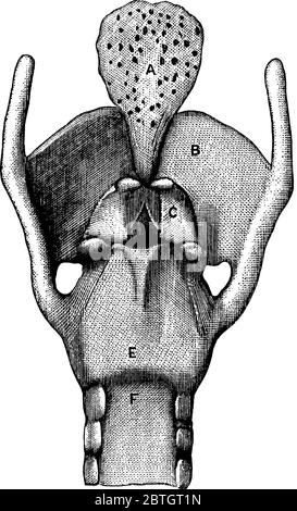 Die Vorderansicht der Knorpel und Bänder des Kehlkopfes, die die Teile darstellen, A, Epiglottis; B, Schilddrüsenknorpel; C, Knorpel-Form Knorpel; E, c Stock Vektor