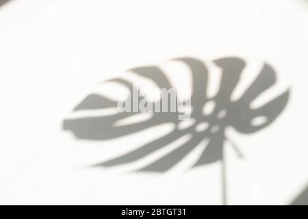 Monstera Blatt Schatten Overlay auf weißen Wand Hintergrund. Schatten tropischer Blätter an der weißen Wand. Große tropische Pflanzen, Reben Monstera. Stockfoto