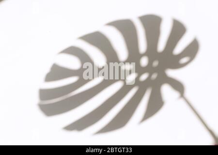 Monstera Blatt Schatten Overlay auf weißen Wand Hintergrund. Schatten tropischer Blätter an der weißen Wand. Große tropische Pflanzen, Reben Monstera. Stockfoto