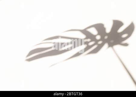Monstera Blatt Schatten Overlay auf weißen Wand Hintergrund. Schatten tropischer Blätter an der weißen Wand. Große tropische Pflanzen, Reben Monstera. Stockfoto