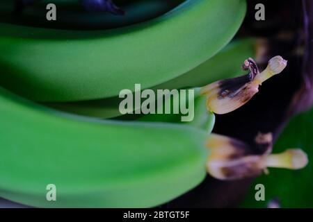 Grüne Bananenblume, Stills auf dem Baum Stockfoto