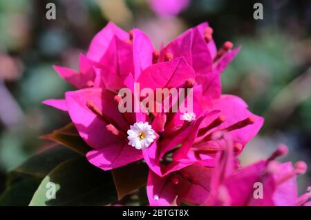 Magenta Bougainvillea's weißen Blüten blutend Stockfoto