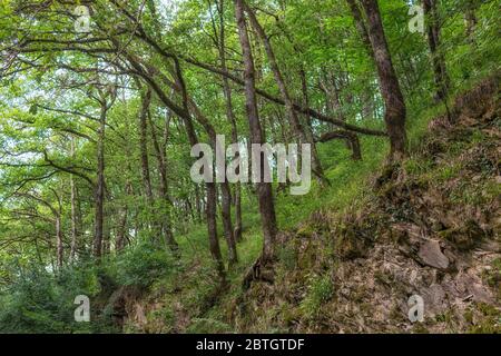 Die Dicke des grünen Waldes an einem bewölkten Tag. Der grüne Hang des Berges besteht aus Kalkstein, der von grünen Bäumen umgeben ist. Stockfoto