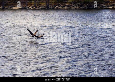 Ein Paar Kanadagänse fliegen kurz nach dem Start im Flug tief über das Flusswasser. Stockfoto