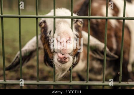 Eine Ziege steckt ihre Nase durch einen Zaun und macht ein lustiges Gesicht Stockfoto