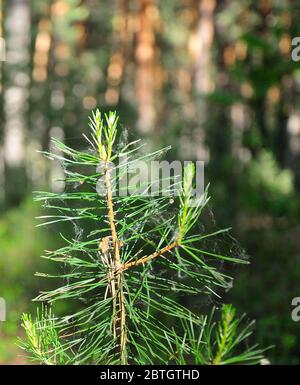 Eine kleine Beule und Nadeln auf einem Zweig einer jungen Kiefer. Nahaufnahme. Stockfoto