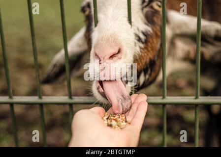 Eine Ziege leckt Essen aus einer Person Hand Stockfoto