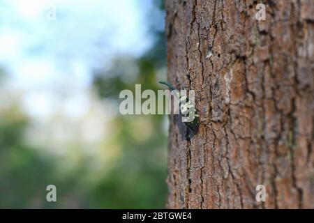 Insekten (Pyrops candelaria) oder der Elefantenrüsselkäfer hat eine gelblich grüne Farbe, da der Punkt von Ästen am Baum gefunden wird. Laternenfliegen, FULG Stockfoto