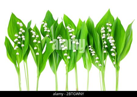 Weiße Maiglöckchen Blumen & grüne Blätter Rand auf weißem Hintergrund isoliert Nahaufnahme, schöne Maiglöckchen Blume Rahmen, convallaria majalis Stockfoto