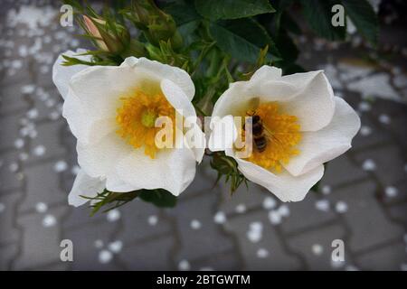 Biene und Blüten im Frühjahr Öl Farbe Wirkung Stockfoto