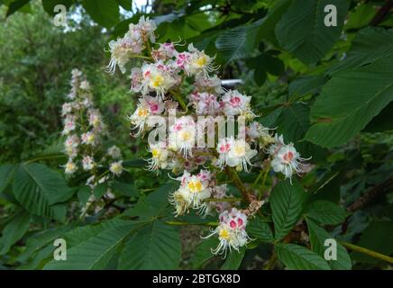 Schöne blühende Rosskastanien oder Conker-Baum (Aesculus hippocastanum) Stockfoto