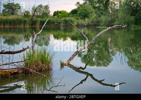 Naturgebiet mit mehreren Seen entlang der Sava in Kroatien mit trockenen Zweig spiegelt sich im Wasser Stockfoto