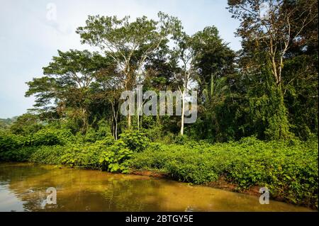 Üppiger Regenwald in einer der Seitenarme auf der Westseite des Gatun Lake, Republik Panama. Stockfoto