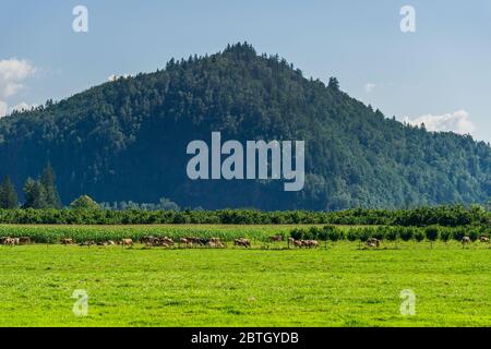 Herde Kühe auf einer Weide um einen grünen Baum mit Berg auf dem Hintergrund. Stockfoto